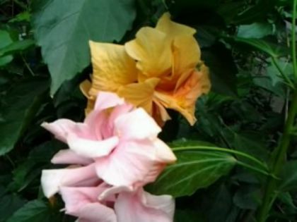 Fotografie5826 - Hibiscusi 1