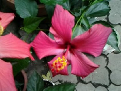 Fotografie5823 - Hibiscusi 1