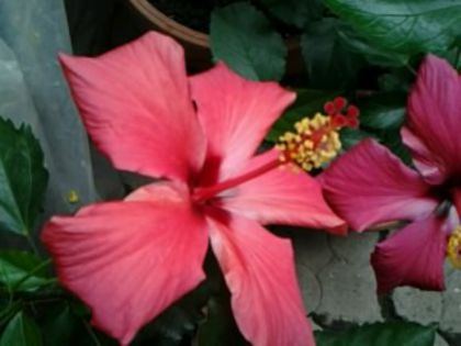 Fotografie5822 - Hibiscusi 1