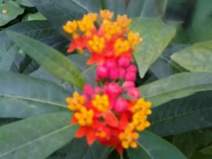 asclepias