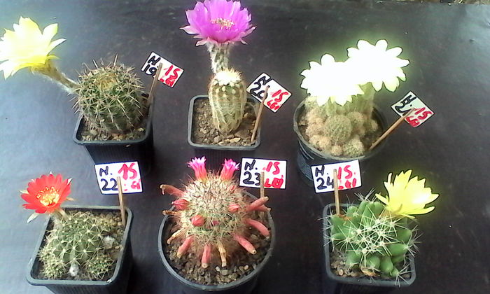 IMG_20150618_130934; 19. Lobivia shaffeyi
20. Echinocereus
21. Lobivia cylindrica
22. Lobivia
23. Mamillaria spinosissima
24. Dolichotele uberiformis
