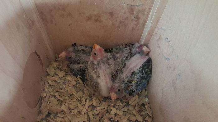 20150615_200836 - 001 Pui 2015