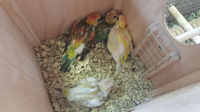 20150621_120945 - 001 Pui 2015