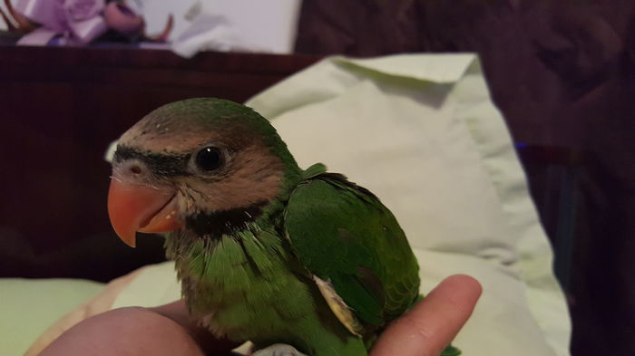 20150623_223232 - 001 Pui 2015