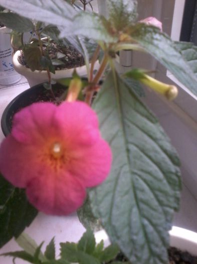 20130101_020504 - Achimenes