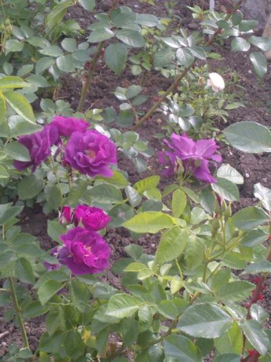 rhapsody in blue rose