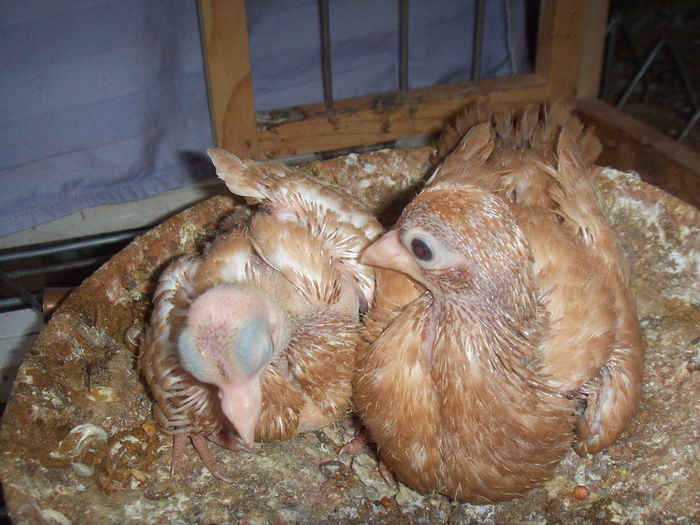 SSL16871 - Orbeteni canepii si nu numai