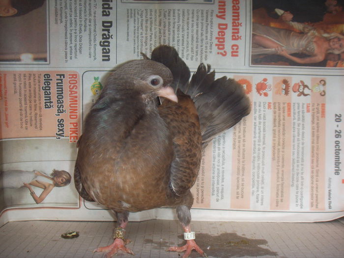 SSL16876 - Orbeteni canepii si nu numai