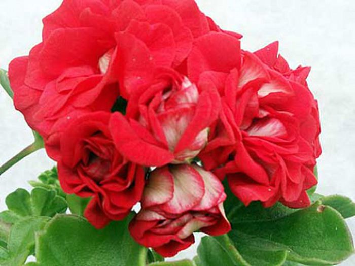 Red Sybil = gasita - Imi doresc aceasta muscata