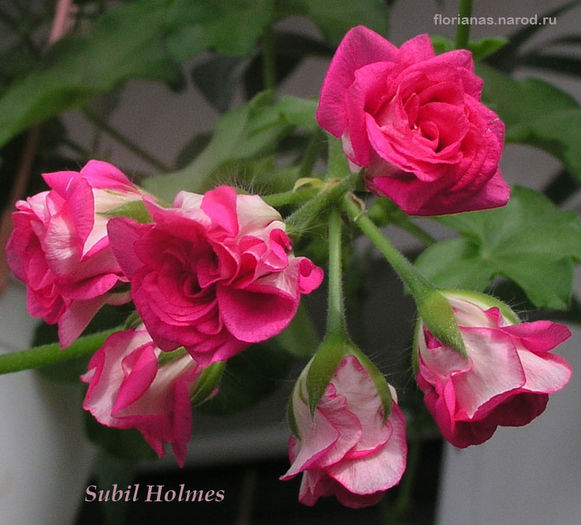 Subil-Holmes-