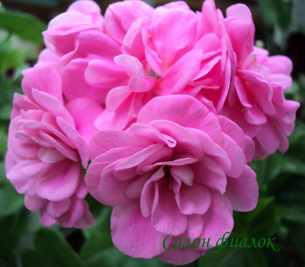 PinkSybil_