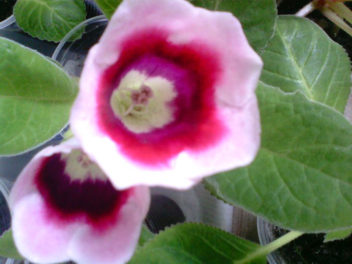 IMG00012 - Gloxinii 2015