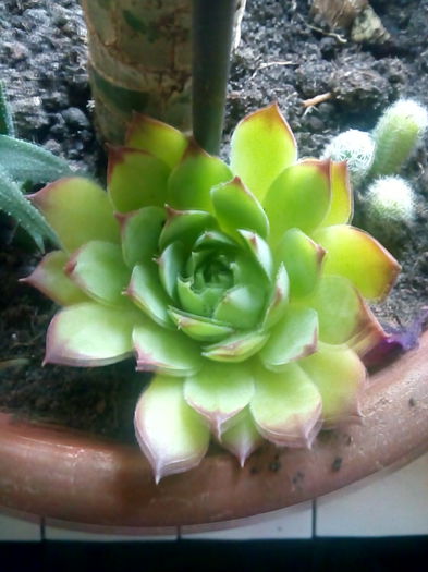sempervivum - SUCULENTE