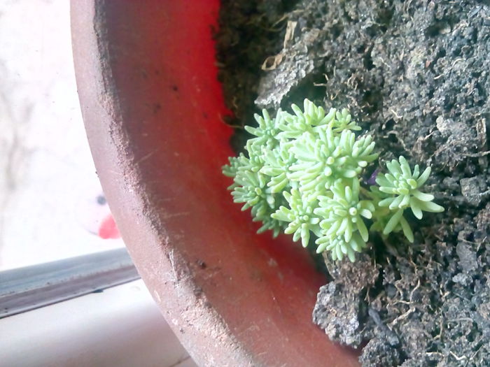 planta necunoscuta??