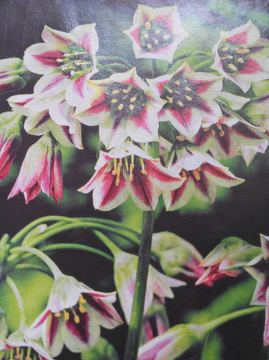 Nectaroscordum ..siculum subsp bulgaricum ..popular Smarald