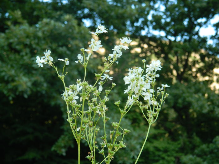 DSCN0102 - 2015_HERCULANE_2