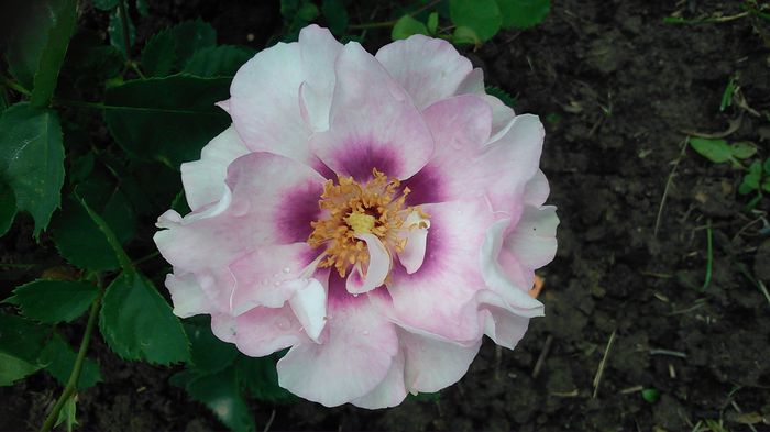 DSC_1254 - Copy - TRANDAFIRI 2015 II