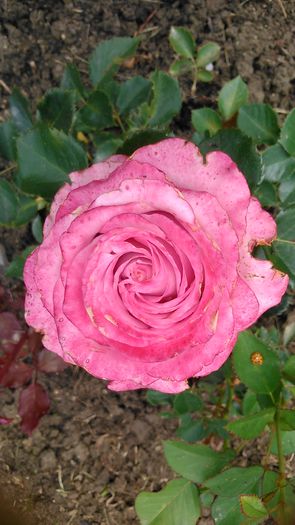 DSC_1258 - Copy - TRANDAFIRI 2015 II