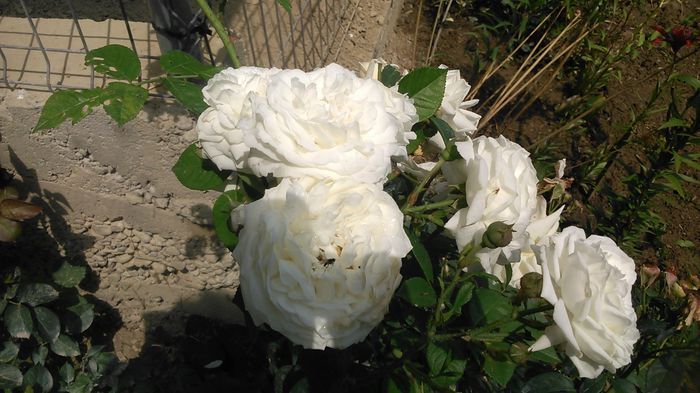 DSC_1259 - Copy - TRANDAFIRI 2015 II