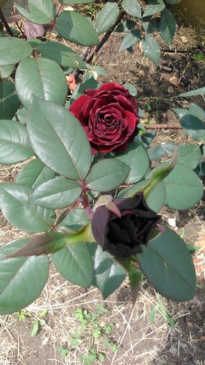 DSC_1264 - Copy - TRANDAFIRI 2015 II