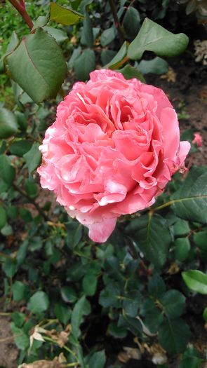 DSC_1265 - TRANDAFIRI 2015 II