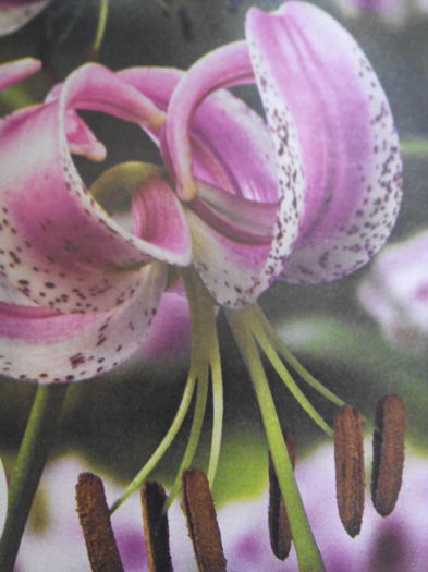 Crin chinezesc lilium lankongense