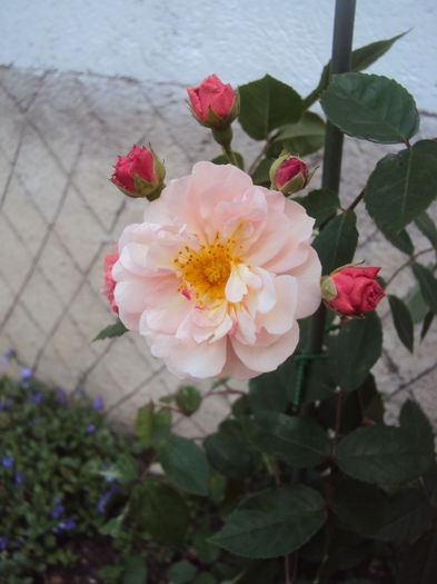 Cornelia- da - 1 Trandafiri- sumar