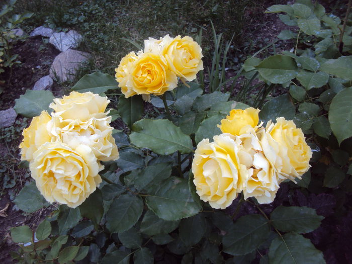 DSC09781