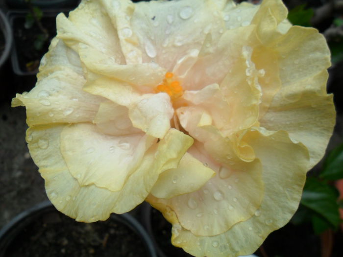 SAM_6639 - bride s bouquet