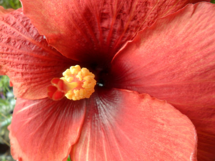 mahogany star - 0000-colectia mea de hibiscusi