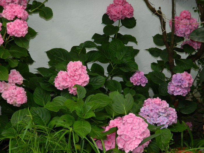DSCN1532