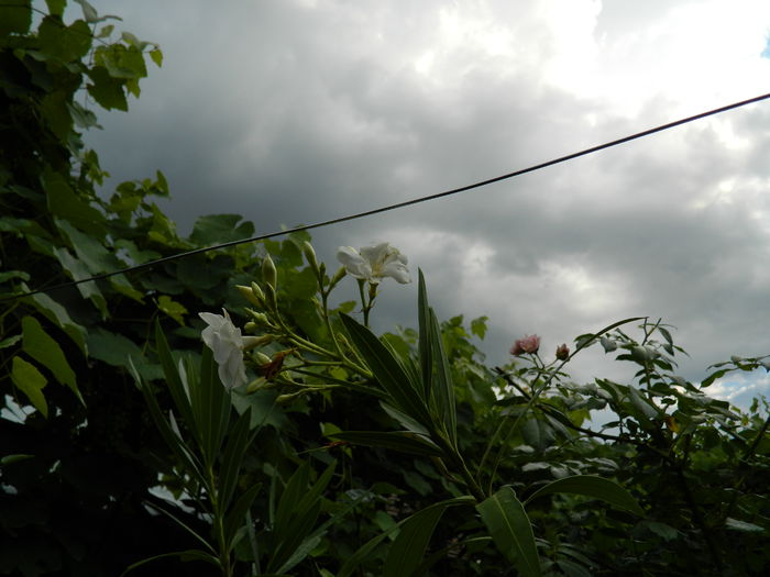 DSCN1547