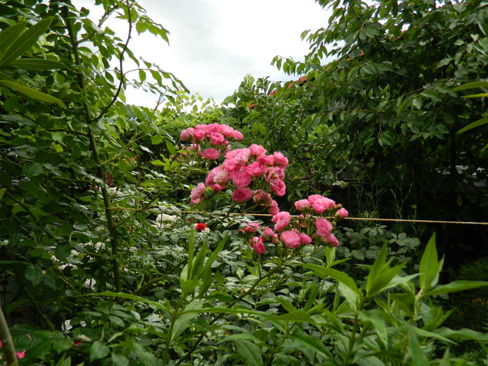 DSCN1548