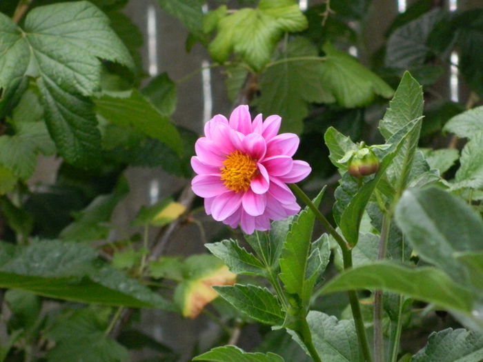 DSCN1560