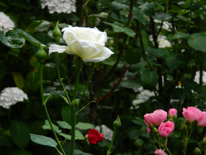 DSCN1564