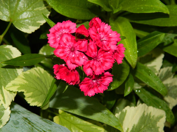 DSCN1569