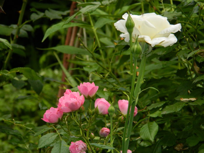 DSCN1592