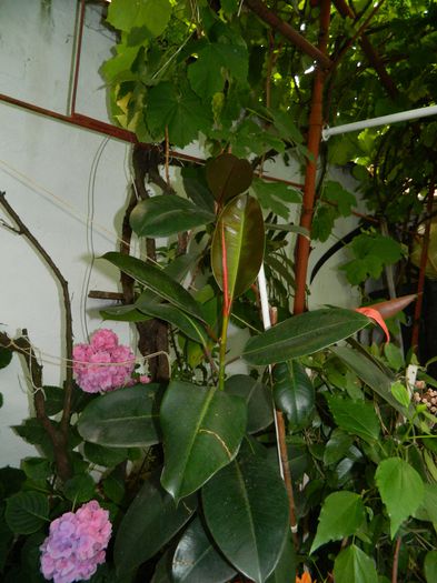 DSCN1611 - 2015_4_IUNIE