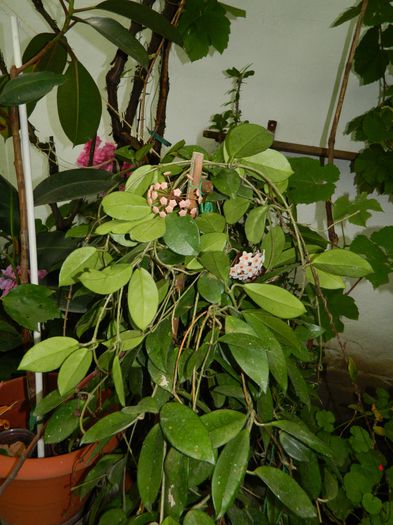 DSCN1612 - 2015_4_IUNIE