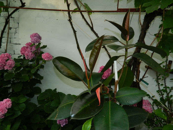 DSCN1613 - 2015_4_IUNIE