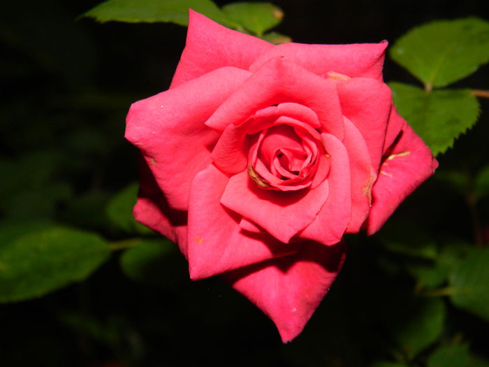 DSCN1615 - 2015_4_IUNIE
