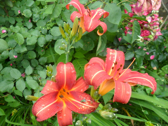 SAM_6660 - hemerocallis