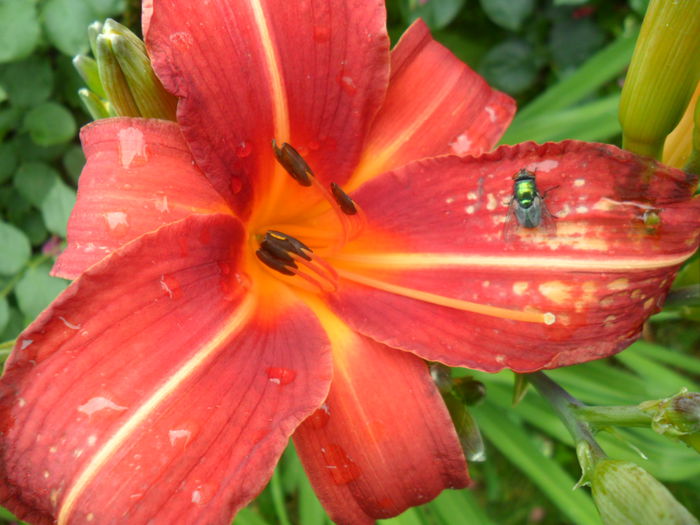 SAM_6662 - hemerocallis