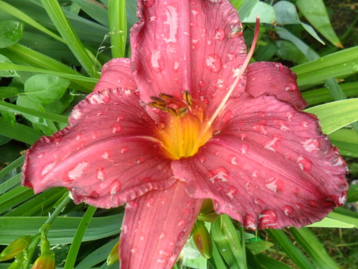 SAM_6665 - hemerocallis