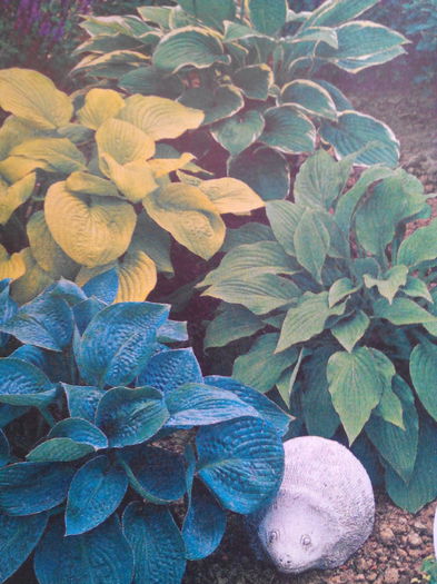 Hosta mix - Dorinte2015