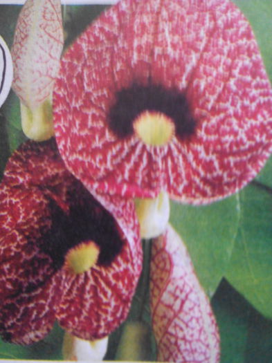 Aristolochia macrophylla planta cataratoare