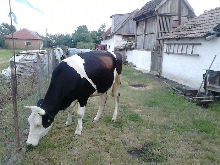 holstein; juninca holstein gestanta 4 luni
