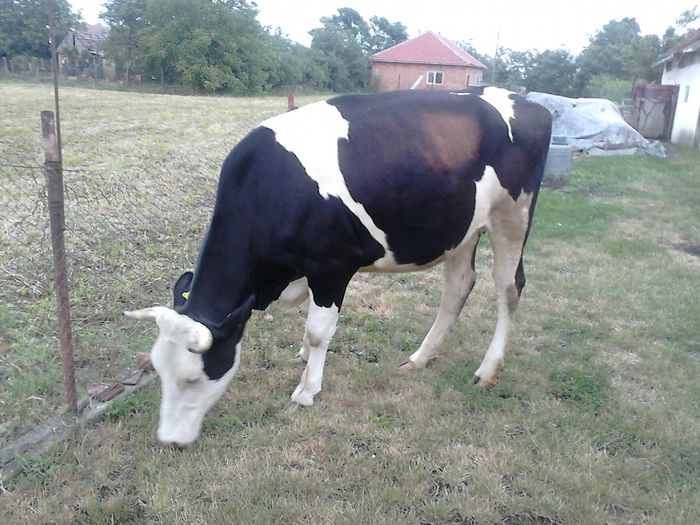 juninca gestanta 4 luni - Juninca Holstein