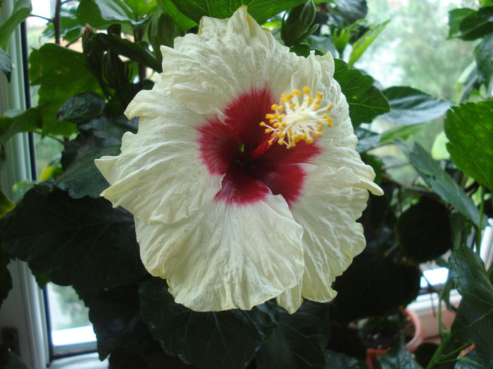 DSC02167 - Hibiscus Boreas White