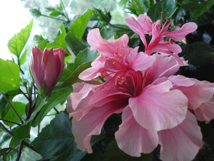 DSC02165 - FLORI 2015